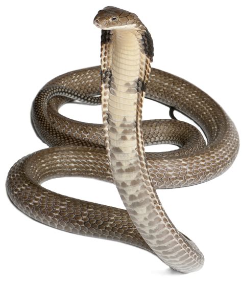 Cobra Serpiente Imágenes Png Descarga Gratuita