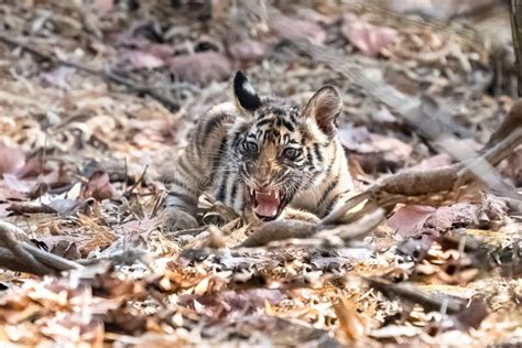 A wild baby tiger in India stock photo. Image of madhya - 244895828