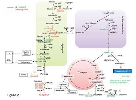 Schematic Representation Of Central Metabolic Pathways Of Slividans