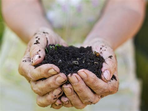 Disadvantages Of Peat Free Compost Gardeninguru