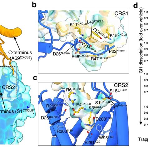 Interaction Between Cxcr1 And Cxcl8 A View Of The Interactions Between