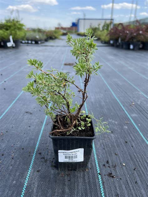 Potentilla Portocalie Fruticosa Sunset 20 30 Cm La Ghiveci Plantland Ro