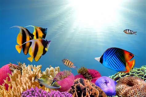 Tropical Fish Background