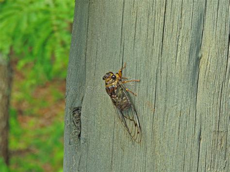 New Forest Cicada Cicadetta Montana On Wheat Stock Photo Image Of