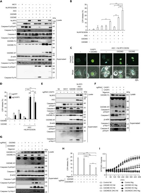 Gsdme Dependent Incomplete Pyroptosis Permits Selective Il 1α Release