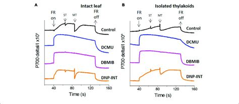 Comparison Of P700 Redox Kinetics From Dcmu Dbmib And Dnp Int Download Scientific Diagram