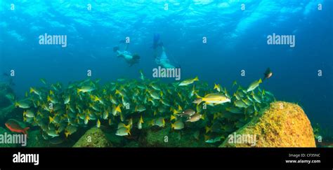 Scuba Diving Espiritu Santo Hi Res Stock Photography And Images Alamy