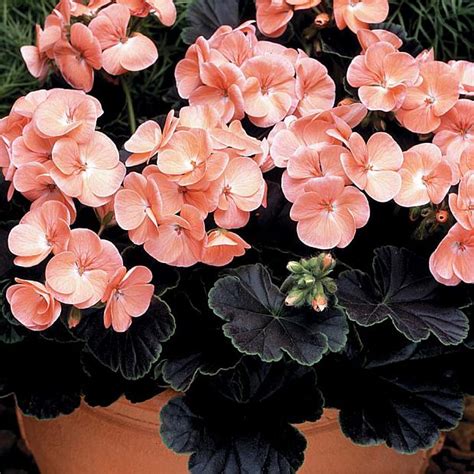 Pelargonium X Hortorum Black Velvet Salmon Emerisa Gardens