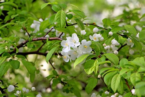 Fotos gratis paisaje árbol naturaleza bosque rama flor montaña