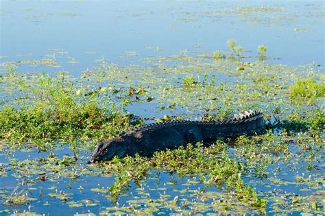 Saltwater Crocodile Crocodylus Porosus In Park Crocodile Facts And