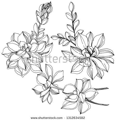 Vector Jungle Botanical Succulent Flower Wild Stock Vector Royalty