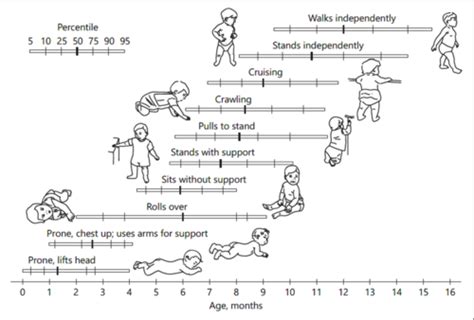 Theories Of Motor Learning Flashcards Quizlet