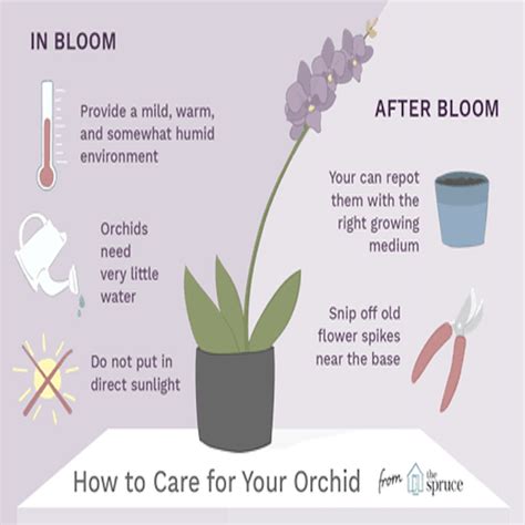 How Do You Care For Orchids : Fertilizer is essential for promoting ...