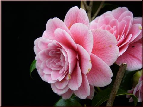 Kamelien De Camellia Jap Virginia Franco Rosea Bei Kamelien De