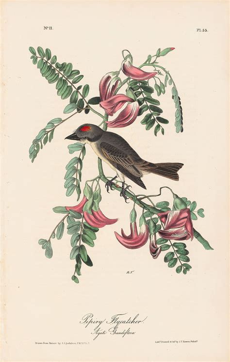 Audubon Octavo Pl 55 Pipiry Flycatcher By Oppenheimer Editions 1st