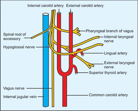 Pharyngeal Branch Of Vagus Nerve