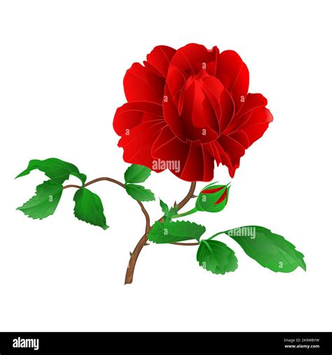 Rose Flower Red Twig With Leaves And Bud On A White Background Vintage