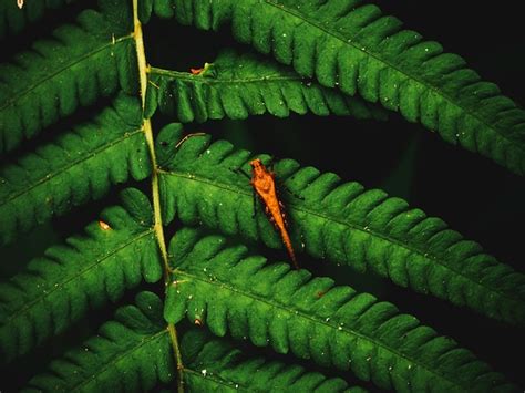 Premium Photo Fern Leaves On Dark Background In Jungle Dense Dark Green