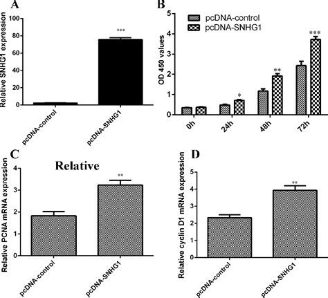 Figure 1 From The Long Noncoding Rna Snhg1 Promotes Nucleus Pulposus