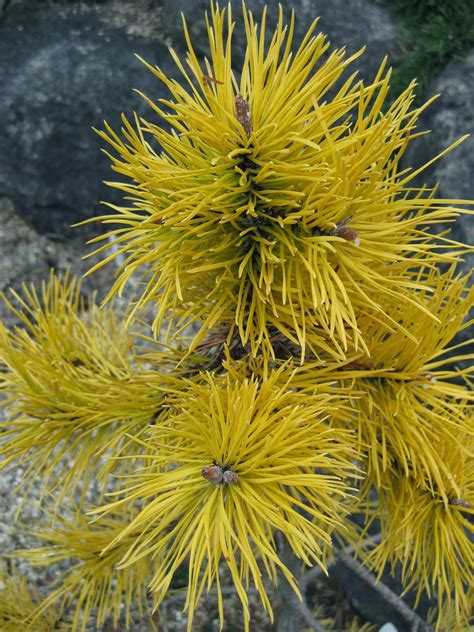 Rotary Botanical Gardens Hort Blog Golden Conifers For A Winter Glow