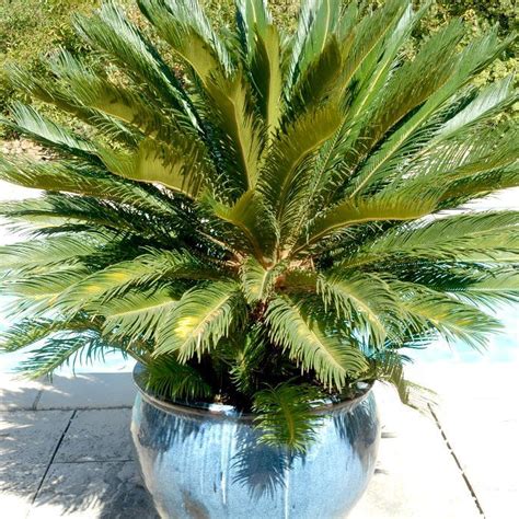 Cycas Planter Et Rempoter Ooreka