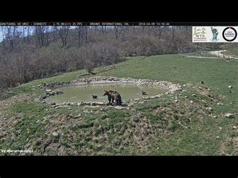 Bear Sanctuary Libearty Zarnesti Bath Play Time