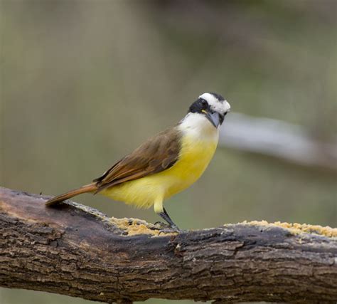 Great Kiskadee Great Kiskadee Salineno Or Saline O Bird Flickr