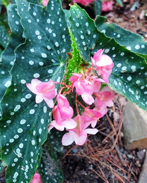 My Special Angel Angel Wing Begonia - 3.75" Pot - Great House Plant ...