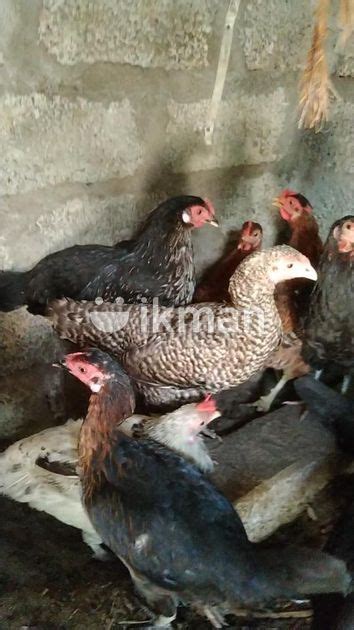 Farm Hens In Batticaloa City Ikman