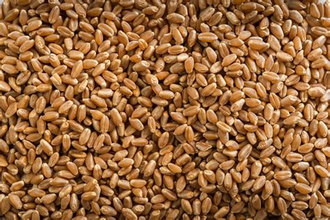 Ancient Heritage Grains For Sale Fieldstone Organics