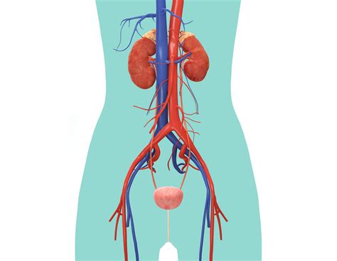 Urinary System Diagram Female