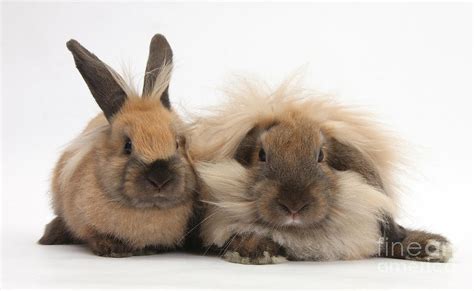 Lionhead Lop Rabbits Photograph By Mark Taylor Fine Art America