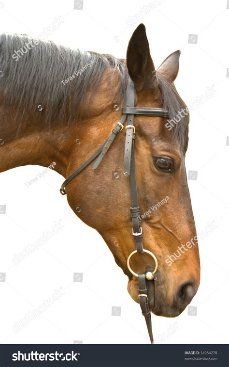 Brown Bridle Horse Head Isolated On White Stock Photo 14954278