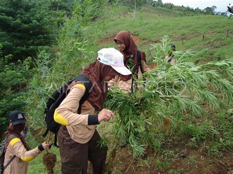 Ladang Ganja Antara Foto