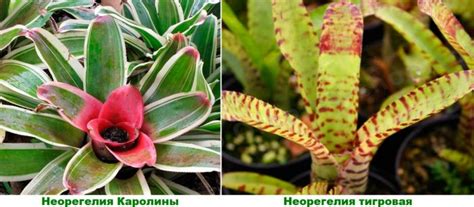 Bromelia Opieka Domowa Przesadzanie I Rozmna Anie Gatunki