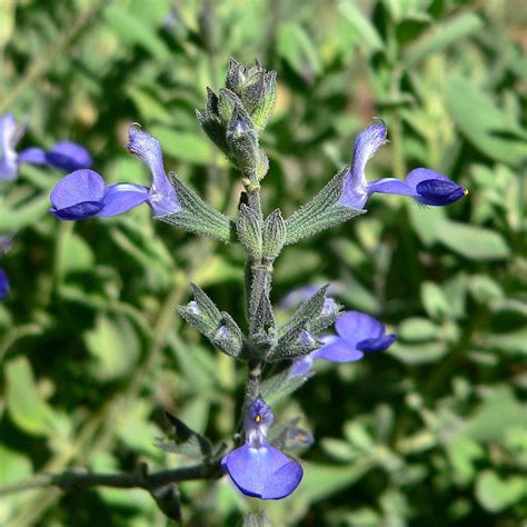 Perennials R S Spadefoot Nursery Inc