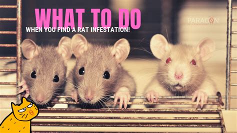 Pest Control For Rats How Do You Get Rid Of Rats Paragon Pest