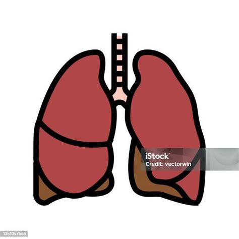 폐 인간 장기 색상 아이콘 벡터 일러스트 갑상샘에 대한 스톡 벡터 아트 및 기타 이미지 갑상샘 건강관리와 의술 교육