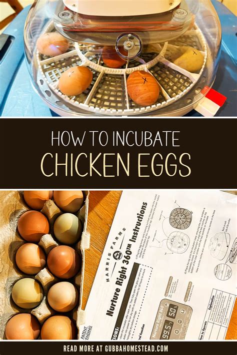 How To Incubate Eggs And Hatch Chicks Artofit