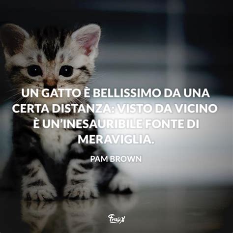 Frasi Sui Gatti