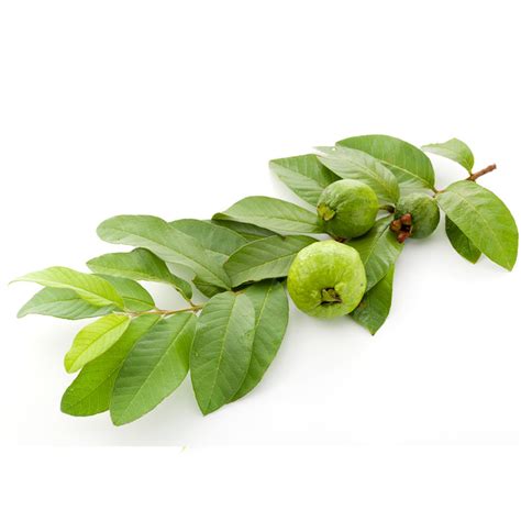 Psidium Guajava Daun Jambu Biji Extract Insular Multi Natural