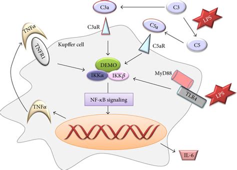 The Production Of Tnf And Il In Kupffer Cell Through Nf B