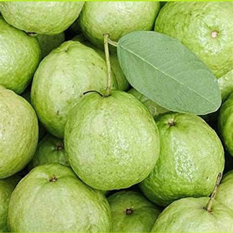 Giant Guava Seeds Giant Vietnamese Guava Seeds Heirloom Seeds