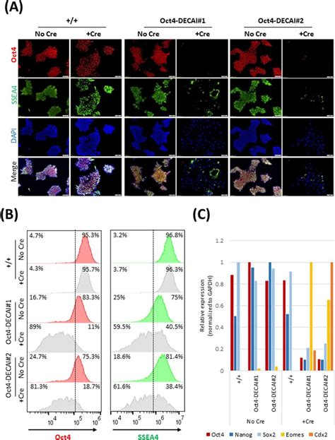 Generation Of Oct Conditional Knockout Human Ips Cells A Wild Type