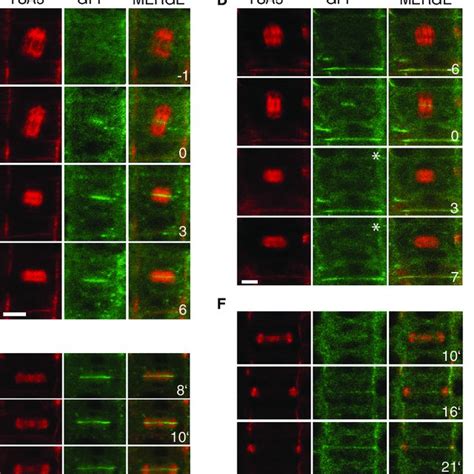 Localization Dynamics Of TRAPPII And Exocyst Gene Fusions A Cell