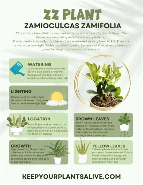 Fertilizing ZZ Plants The Essential Tips Keep Your Plants Alive