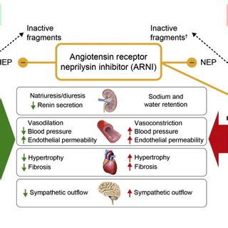 (PDF) Natriuretic peptides and cardio-renal disease