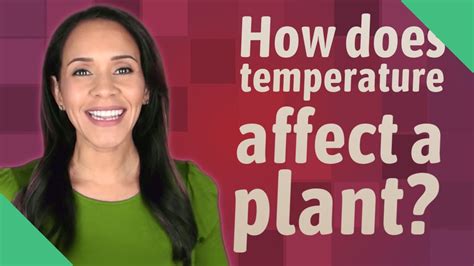 How Does Temperature Affect A Plant Youtube