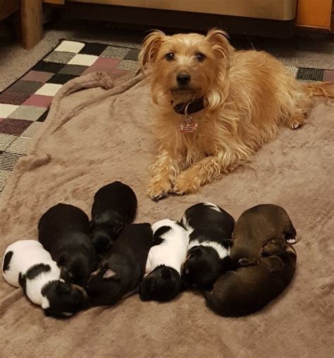 Jack Russell X Yorkshire Terrier Puppies In Ruthin Denbighshire