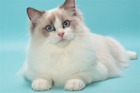 The Ragdoll Cat — All About This Fascinating Cat Breed Catster